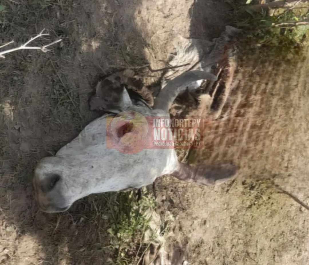 Denuncian faenamiento clandestino de ganado en Cruce Bella Vista