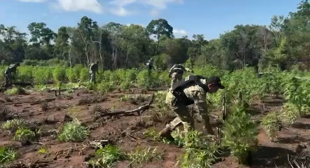 Senad destruye seis hectáreas de marihuana en Bella Vista Norte