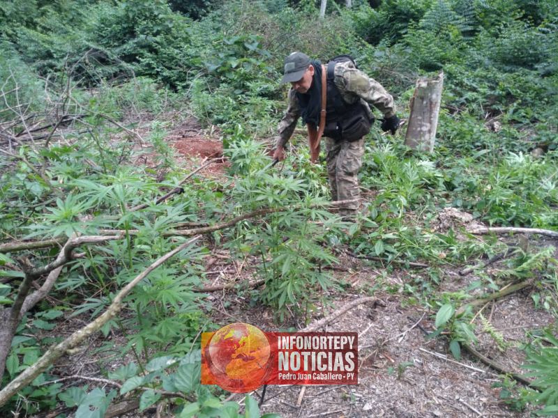 Senad destruye base de acopio narco en Alto Paraná