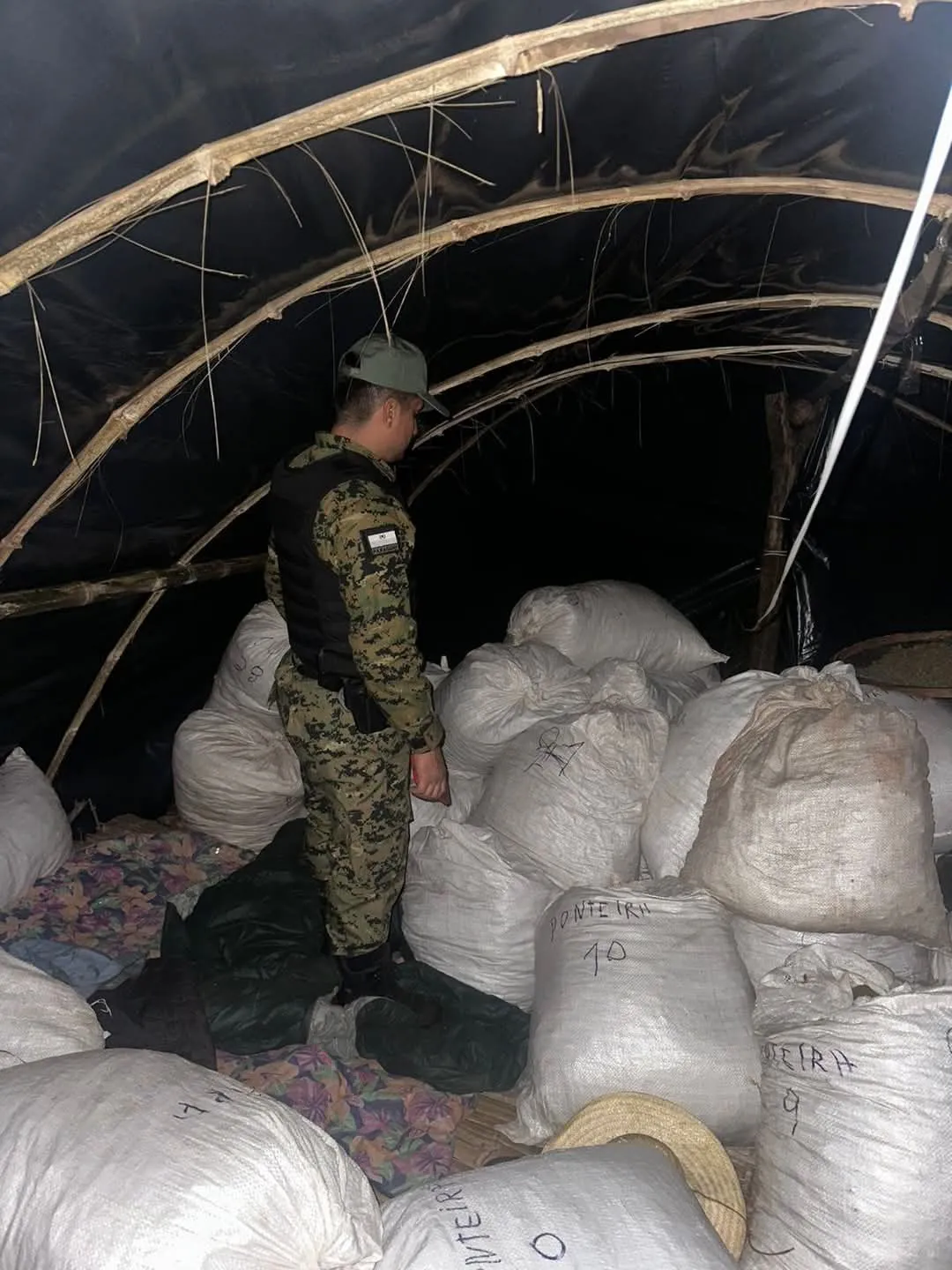 Operativo "Green Justice": Crimen Organizado Busca en Capitán Bado a sospechoso de homicidio y desarticula plantación de marihuana