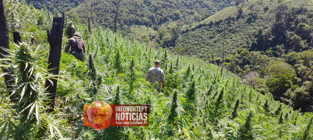 Más de 669 toneladas de marihuana en 8 jornadas fueron destruidas en Amambay