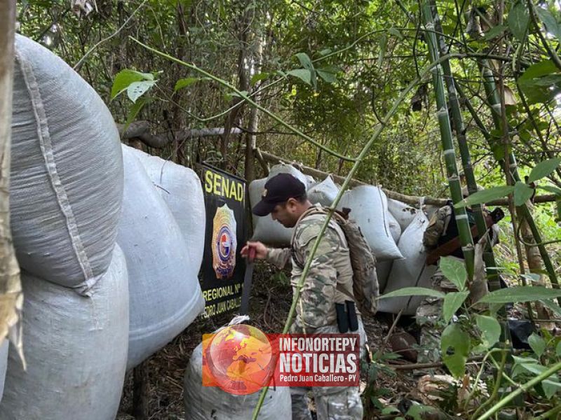 Senad elimina más de 7.000 kilos de marihuana  en zona de Cápitan Bado