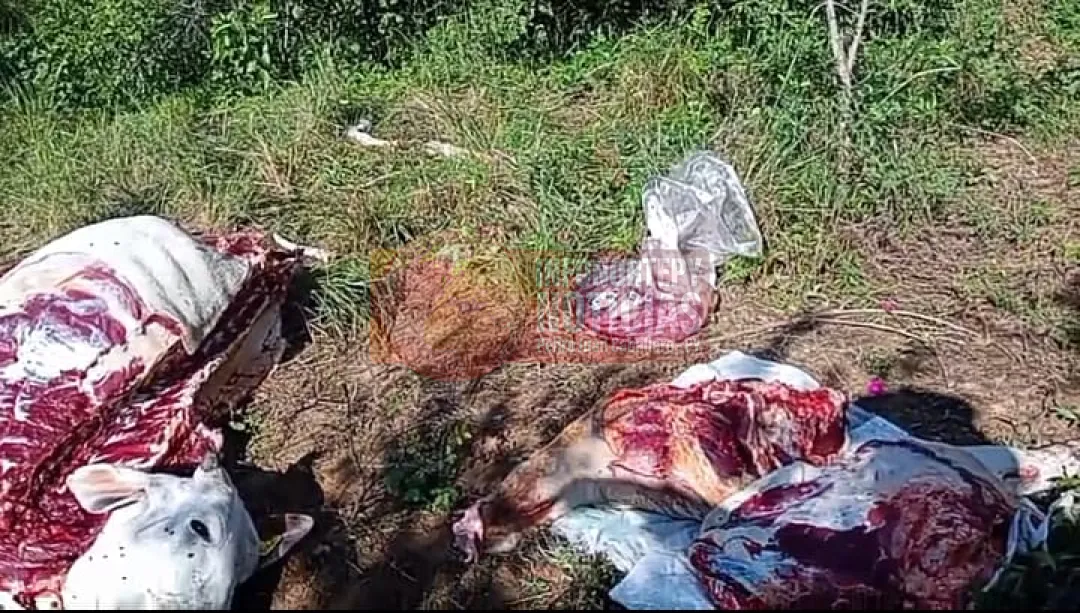 Abigeato siembra terror en la frontera Paraguay-Brasil en el Pantanal