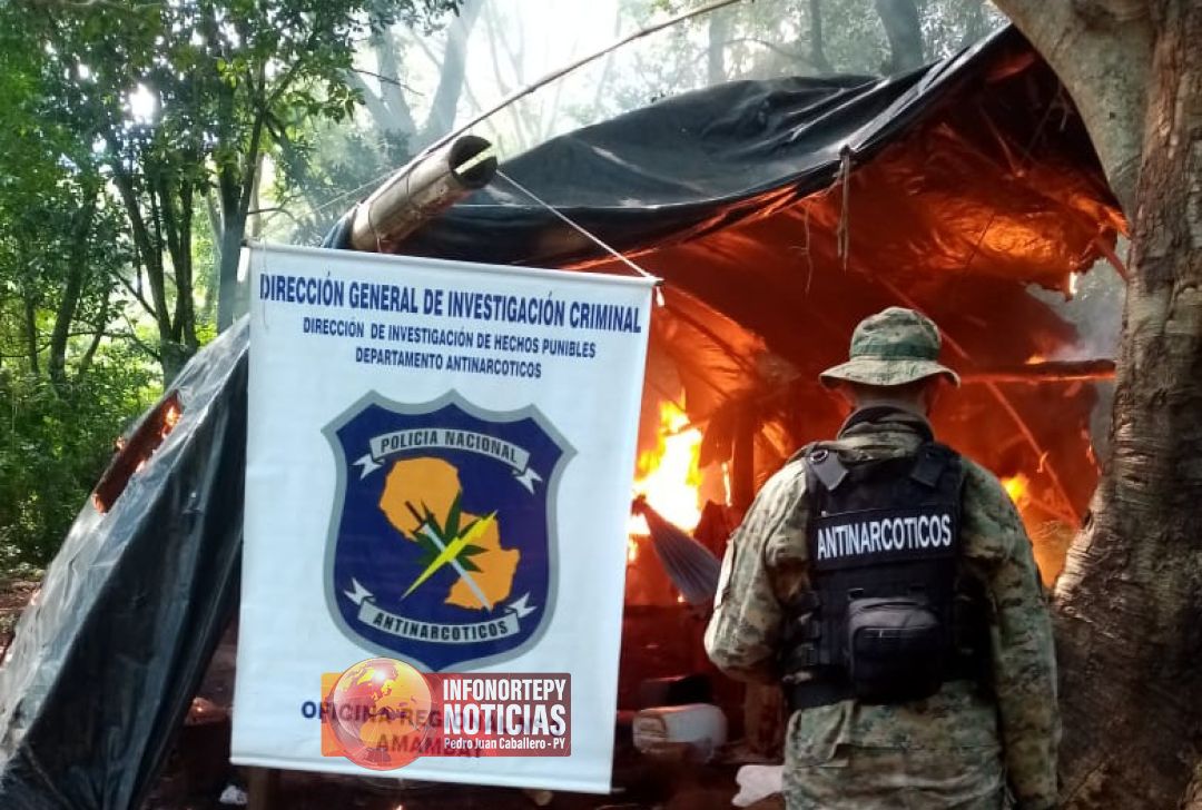 Antinarcóticos de la Policía destruyen 7 hectáreas de cultivos de marihuana en Lorito Picada