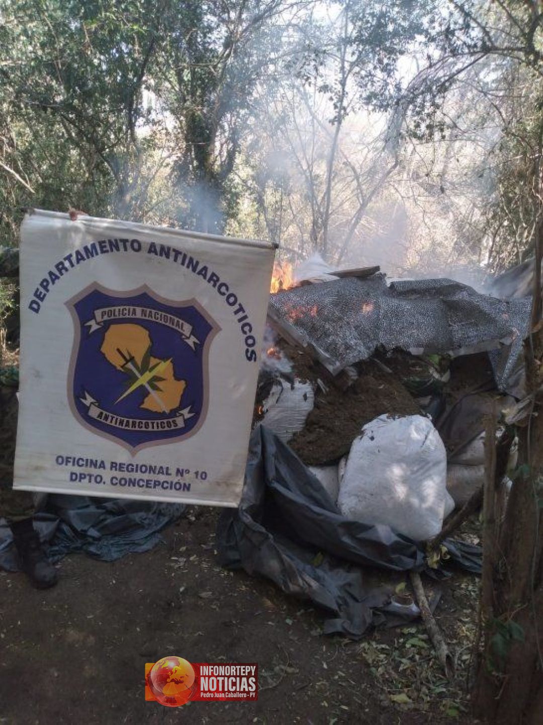 Hallan campamento y destruyen plantaciones de marihuana en Concepción