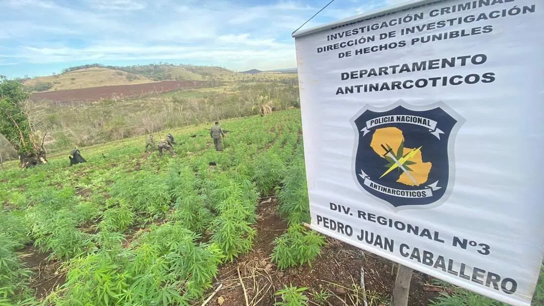Antinarcóticos destruyeron plantaciones de marihuana en la colonia Maria Auxiliadora.