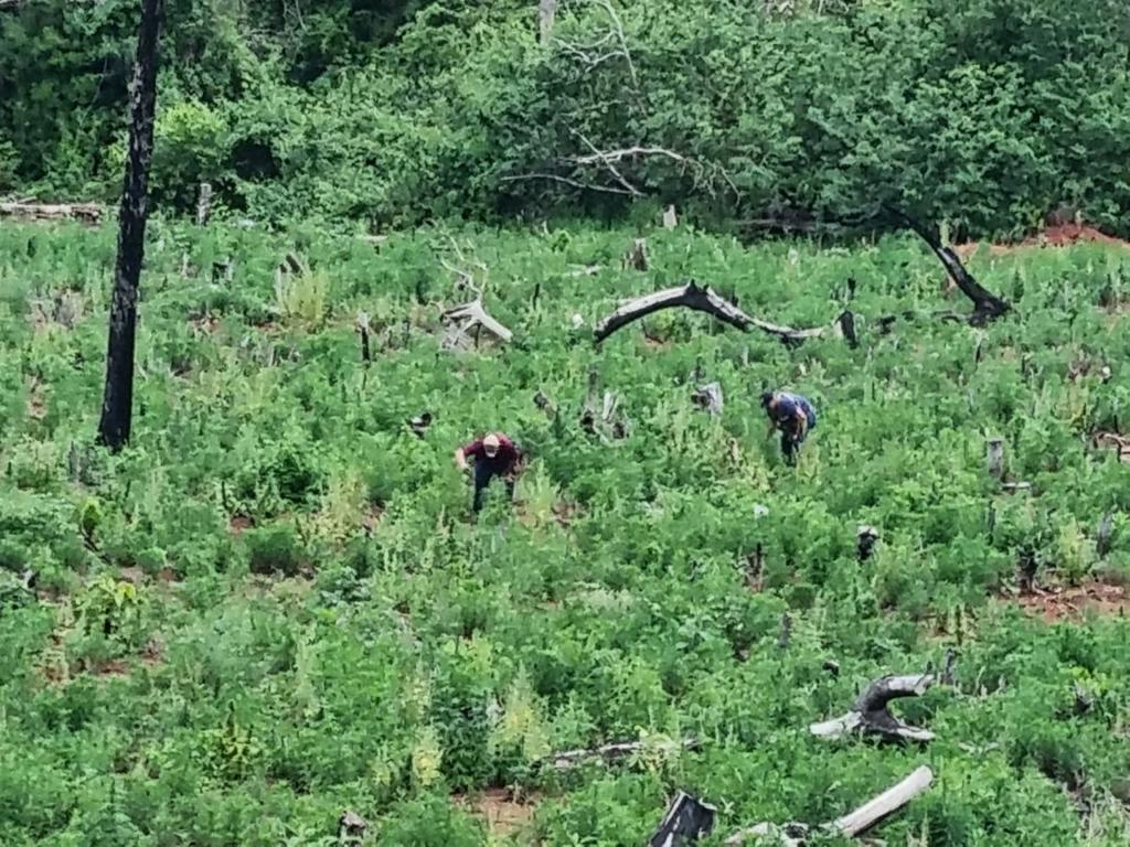 SENAD destruye 4 hectáreas  e incineran más de 5 toneladas de marihuana en Ñandejara Puente