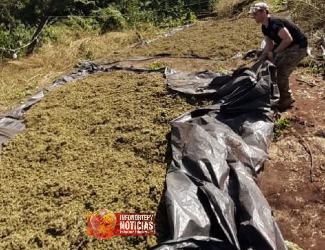 Destruyen en Santa Clara 2 hectáreas de cultivos de marihuana y 5 toneladas de hierba picada