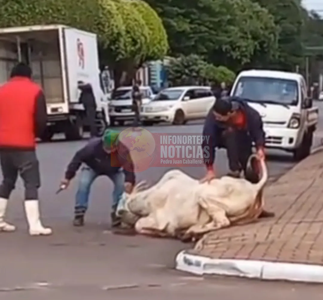 Insólito! Sacrifican vaca en plena calle de Pedro Juan