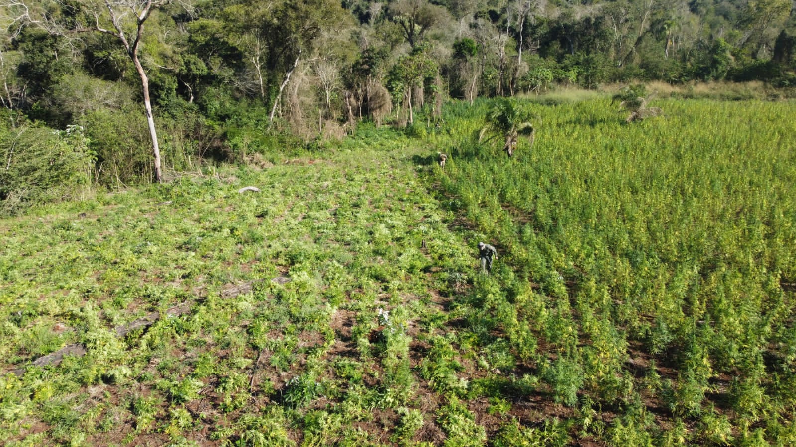 Operación Basalto: Destruyen 26 hectáreas de marihuana en la colonia Santa Clara
