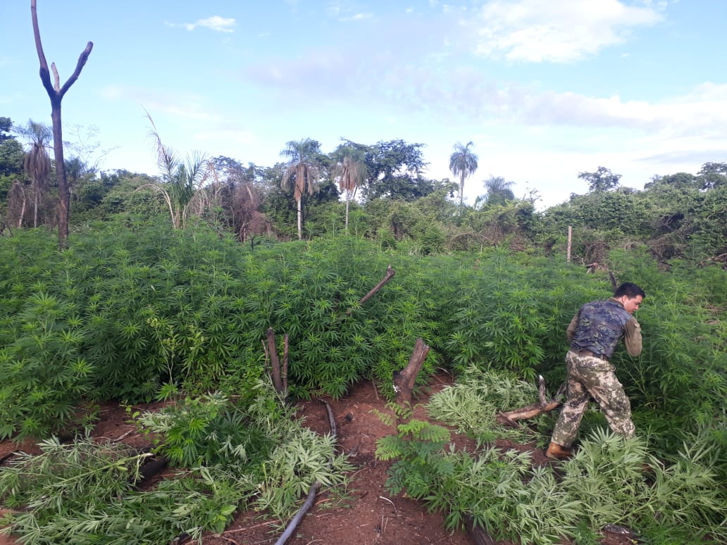 SENAD y la FTC anulan 18 mil kilos marihuana en Yby Yaú
