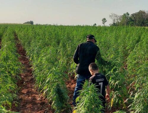 Más de 500 jóvenes trabajan en marihuanales en Yby Yaú, según intendente