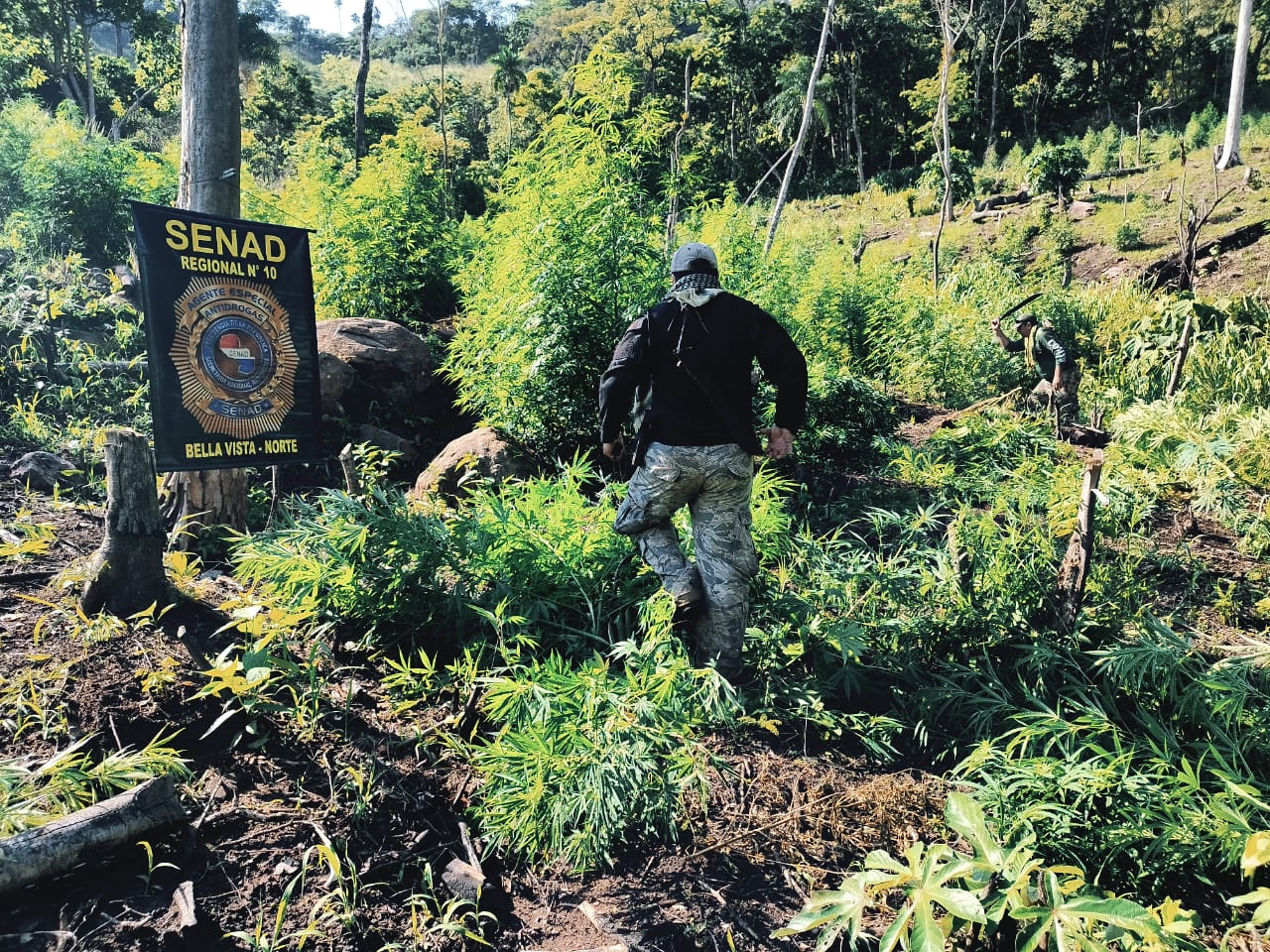 SENAD sacó de circulación 2 campamentos y 21 toneladas de marihuana en Bella Vista