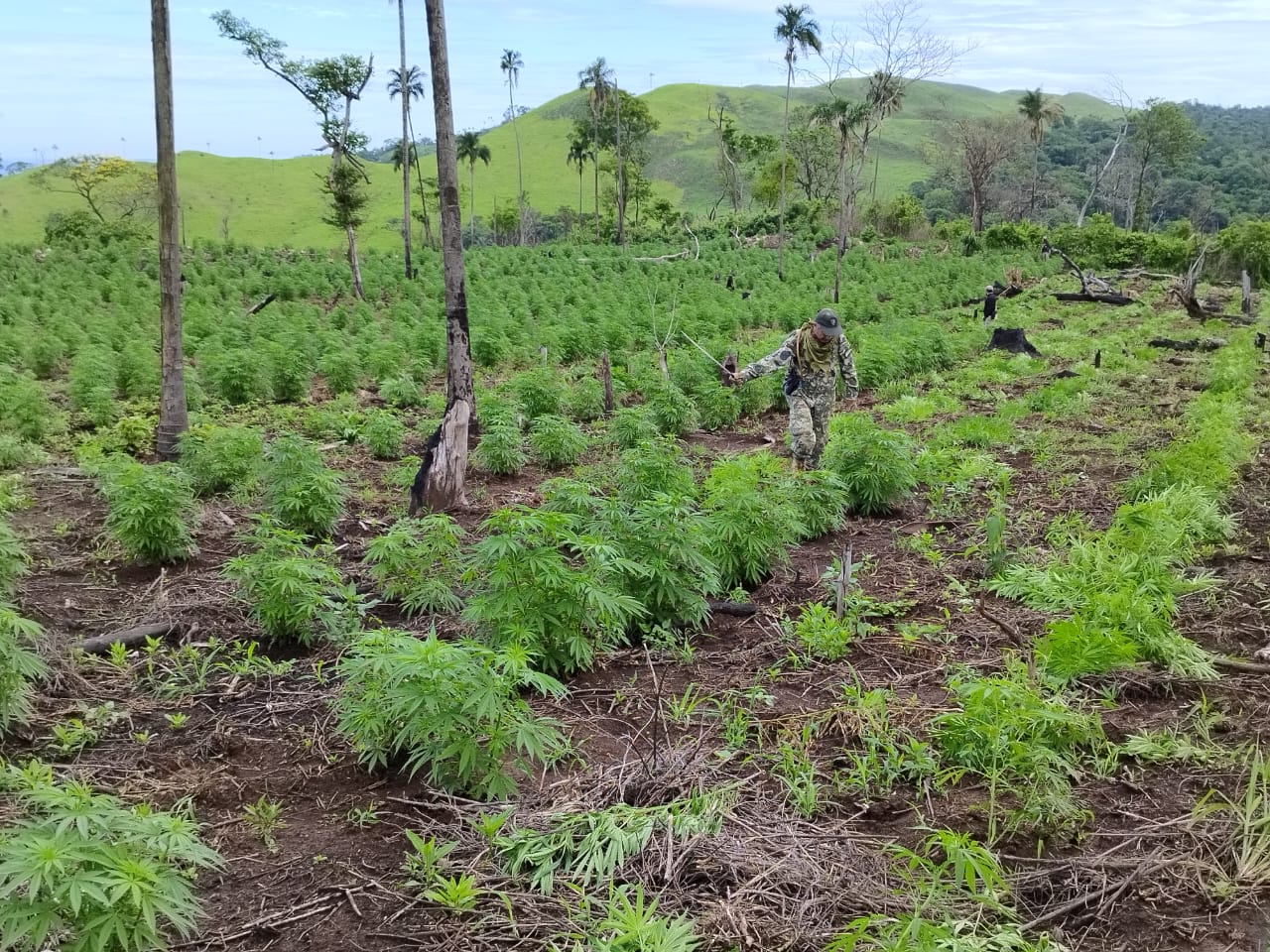 Sacan de circulación 15 toneladas de marihuana en Bella Vista Norte