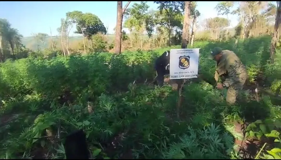 Destruyen 15 hectáreas de marihuana en Cerro Corá tras denuncia de nativos