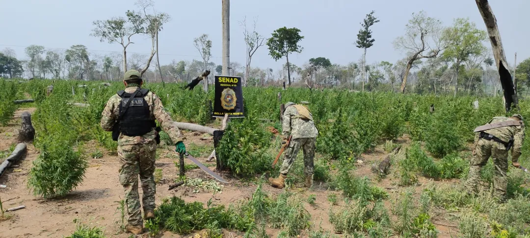 SENAD eliminó cultivos de marihuana en Bella Vista Norte