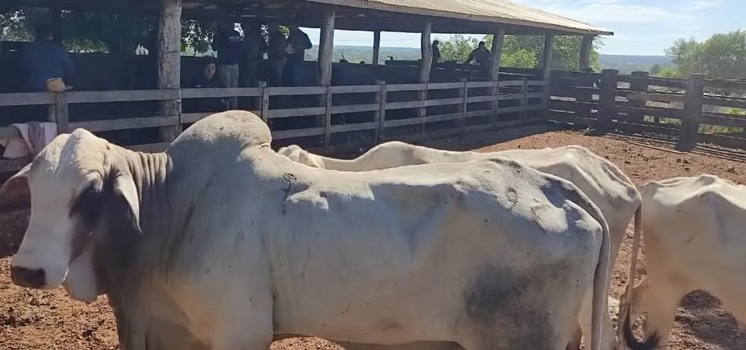 Policía entrega a la Senabico 749 animales del fallecido diputado Lalo Gomes