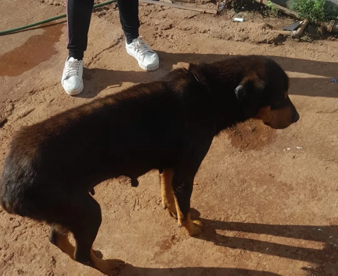 Niño de un año internado en Pedro Juan tras mordedura de perro
