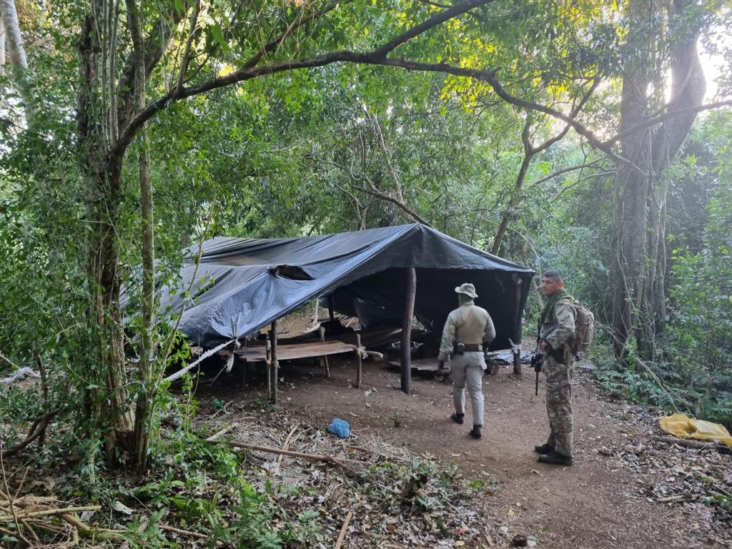 SENAD destruyó 3 hectáreas de marihuana en zona de Pedro Juan.
