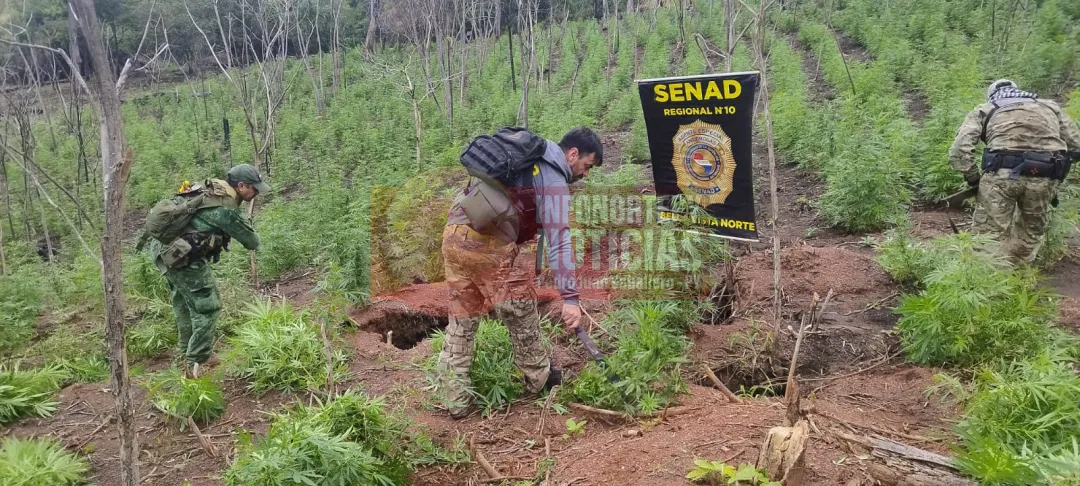 SENAD anula casi 17 toneladas de marihuana en operativo contra el narcotráfico en Bella Vista Norte