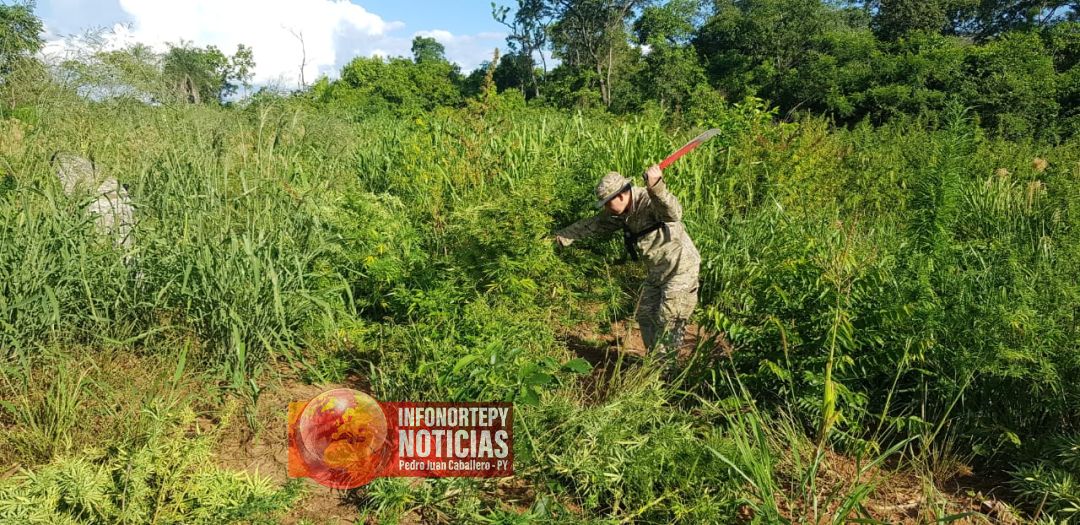 Senad elimina plantaciones de marihuana en Bella Vista Norte