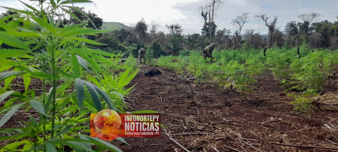 Operativo Nueva Alianza XXX: eliminan 397 toneladas de marihuana en cinco días