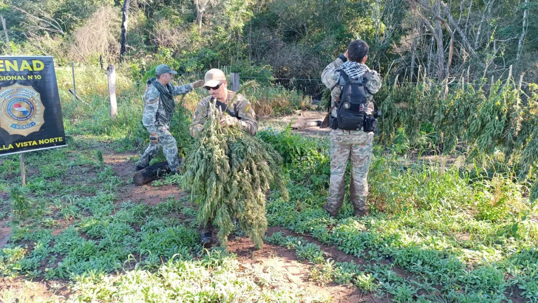Senad erradica plantación y destruye más de 7.000 kg de marihuana en Bella Vista Norte