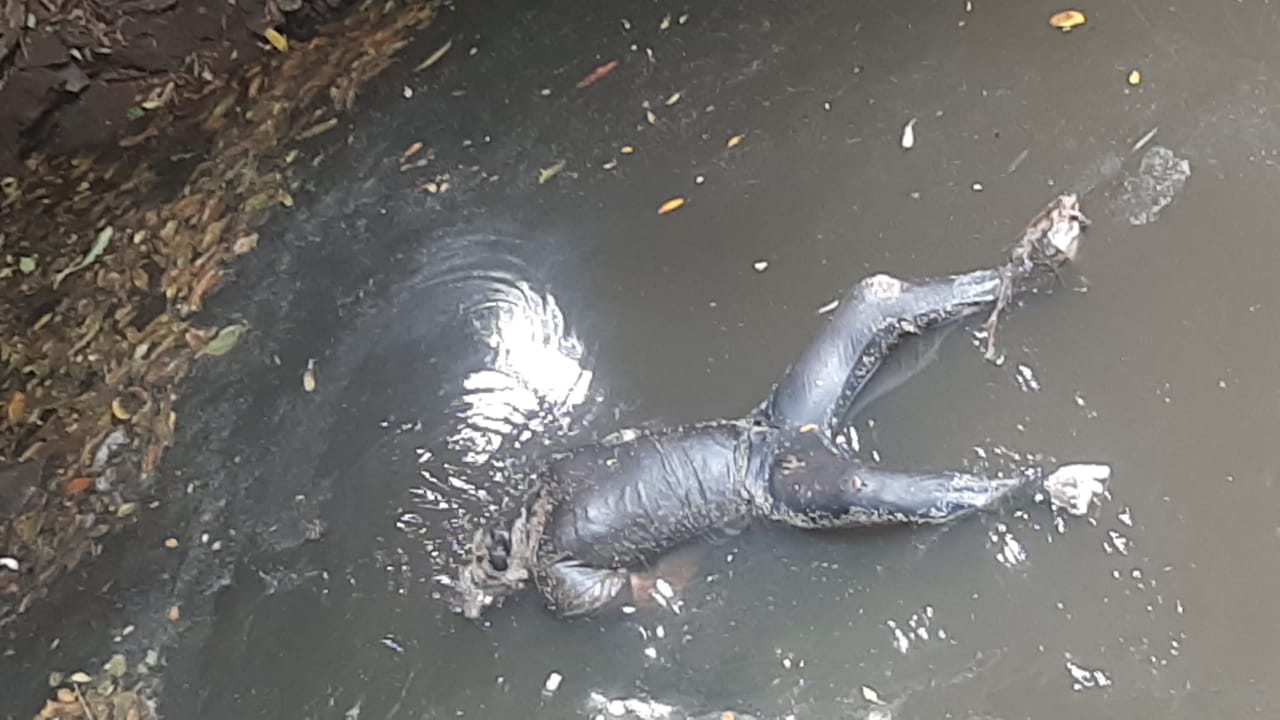Forense indicó que cadáver encontrado en arroyo murió por aparente traumatismo de cráneo