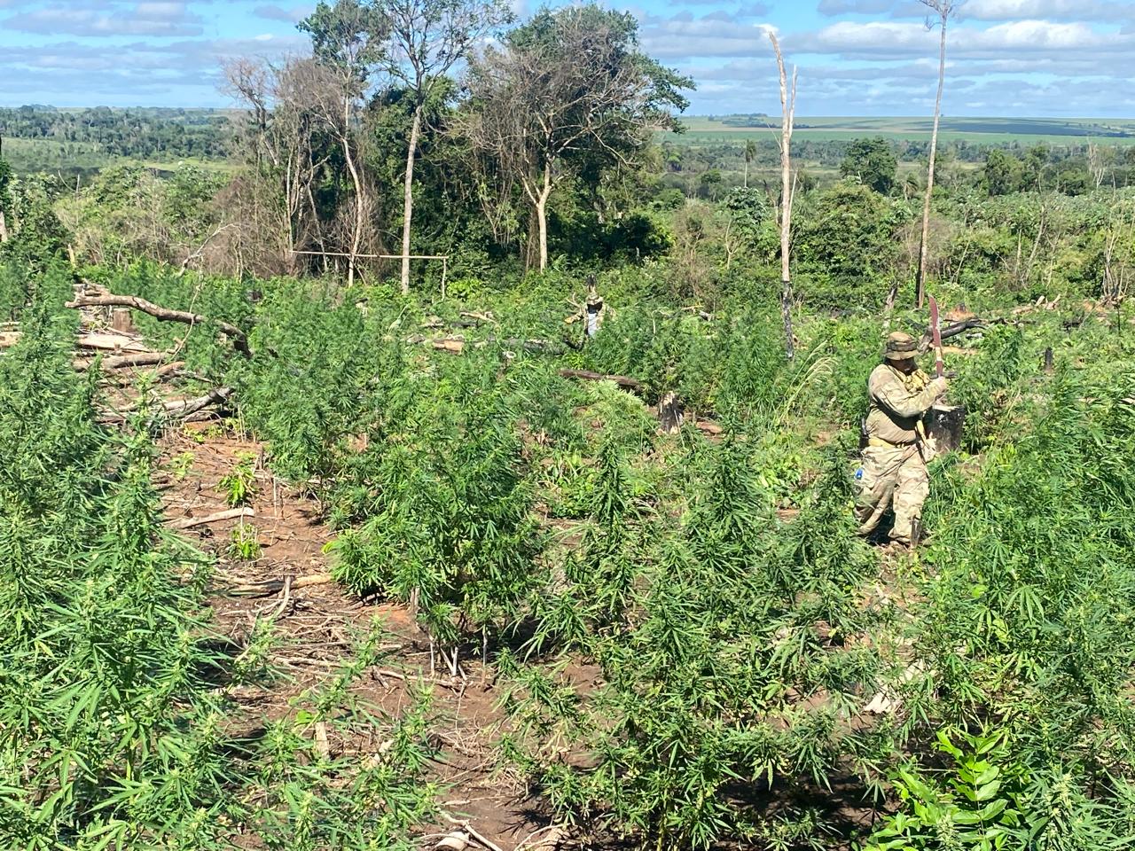 SENAD destruye más de 16 toneladas de marihuana en Canindeyú