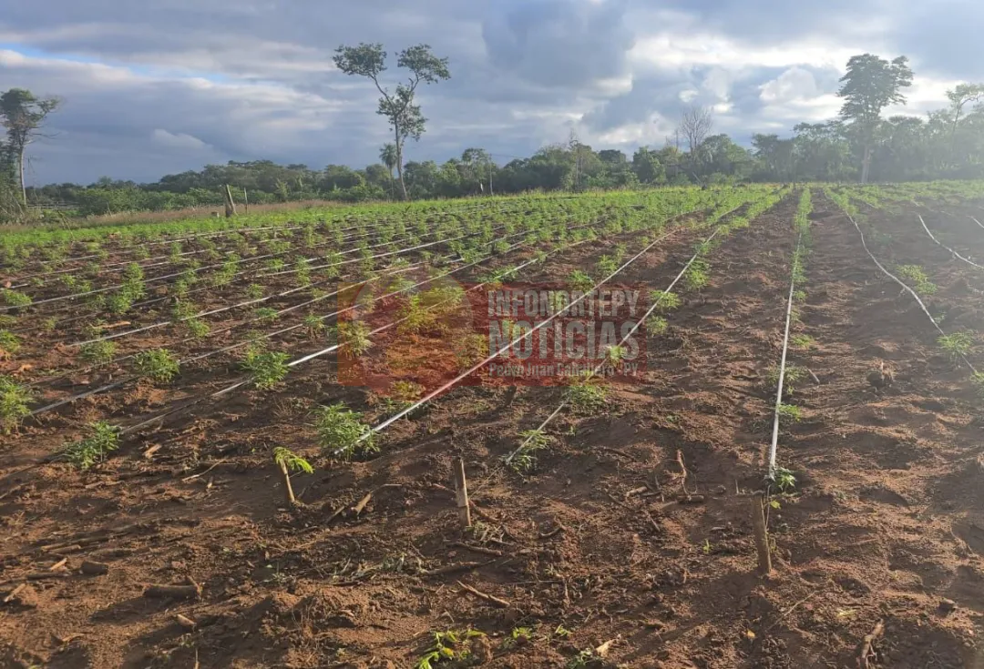 Desmantelan el mayor invernadero de marihuana modificada del país en Puentesiño