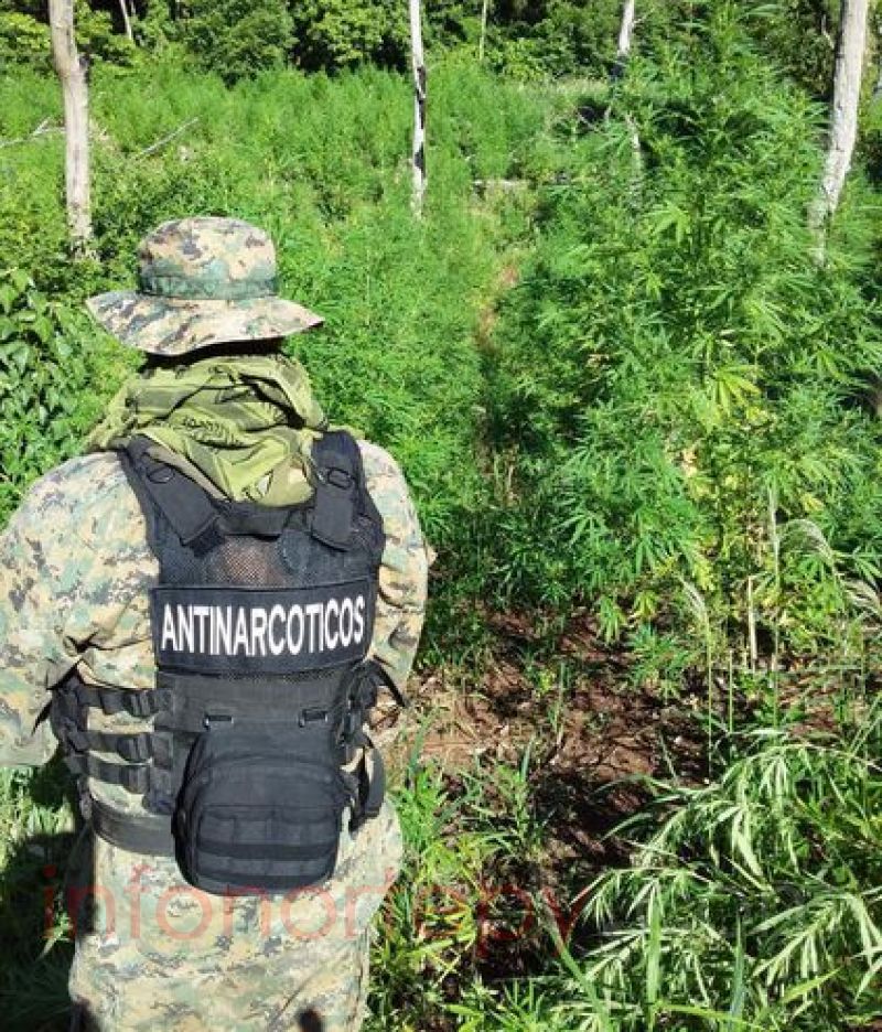 Destruyen un “marihuanal” ubicado en el distrito recién creado de Cerro Corá