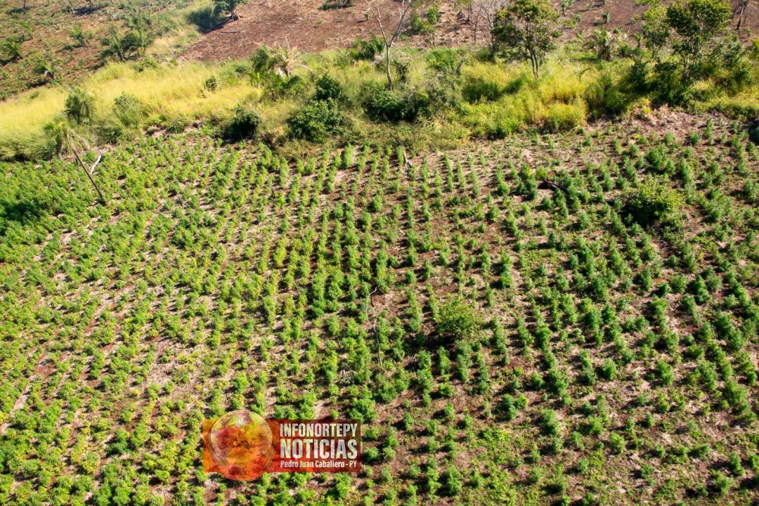 _Nueva Alianza XXXII culminó con la eliminación de 836 toneladas de Marihuana en Amambay