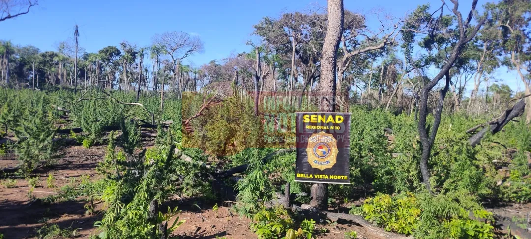 Duro Golpe al Narcotráfico en Bella Vista Norte: Incautan y Destruyen Toneladas de Marihuana