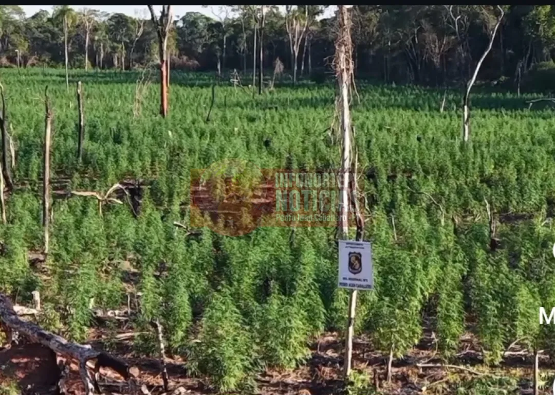 Antinarcóticos destruye 12 hectáreas de marihuana en Bella Vista Norte