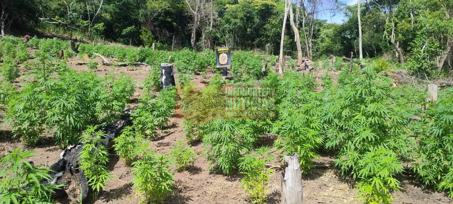 SENAD desmantela campamento narco y saca de circulación 15 toneladas de marihuana en Cerro Corá