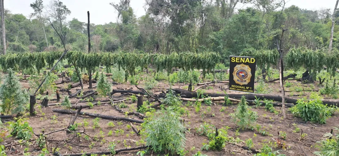 SENAD establece operativos contra traficantes de marihuana en Capitán Bado
