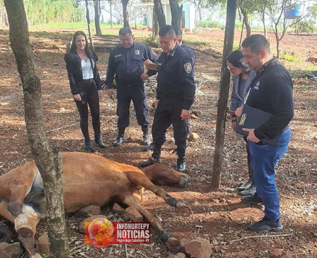 Disparan y matan a un caballo en un patio baldío en Pedro Juan