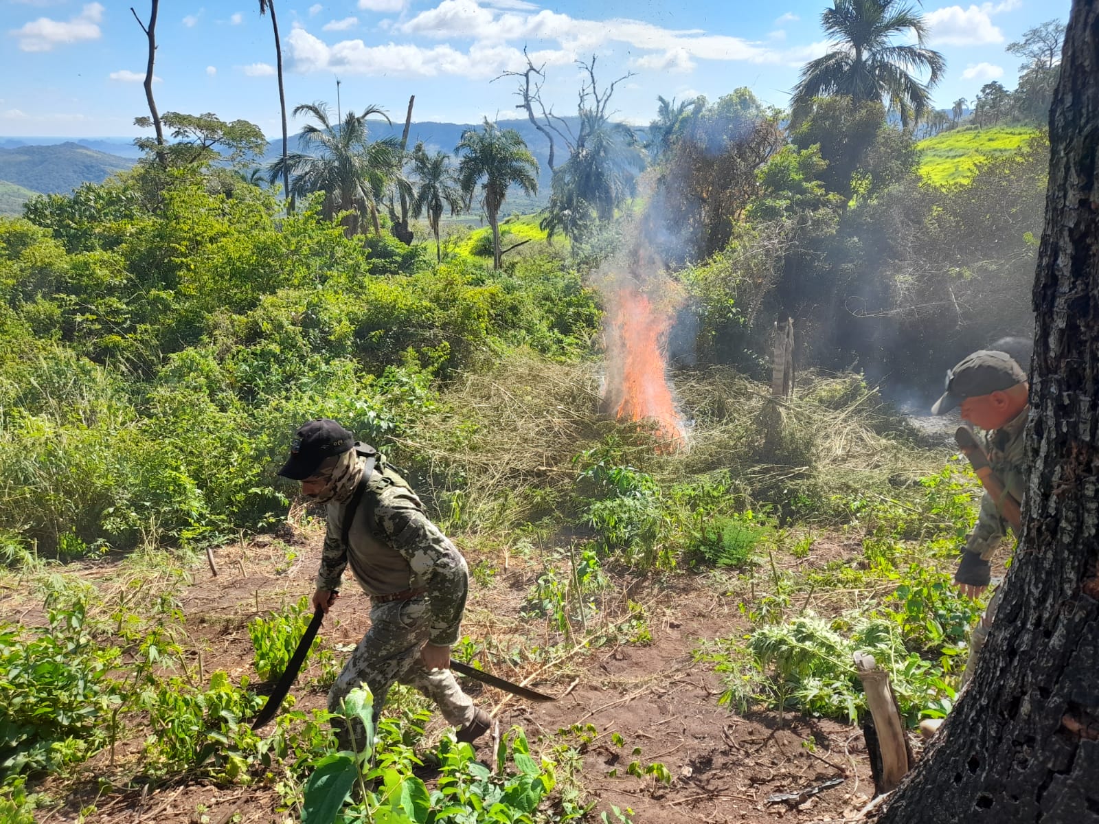 SENAD elimina 12 toneladas de droga en Bella Vista Norte