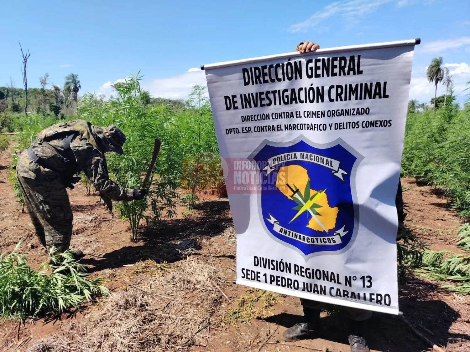 Destruyen 7 hectáreas de supuesta marihuana y campamentos narco en Cerro Corá