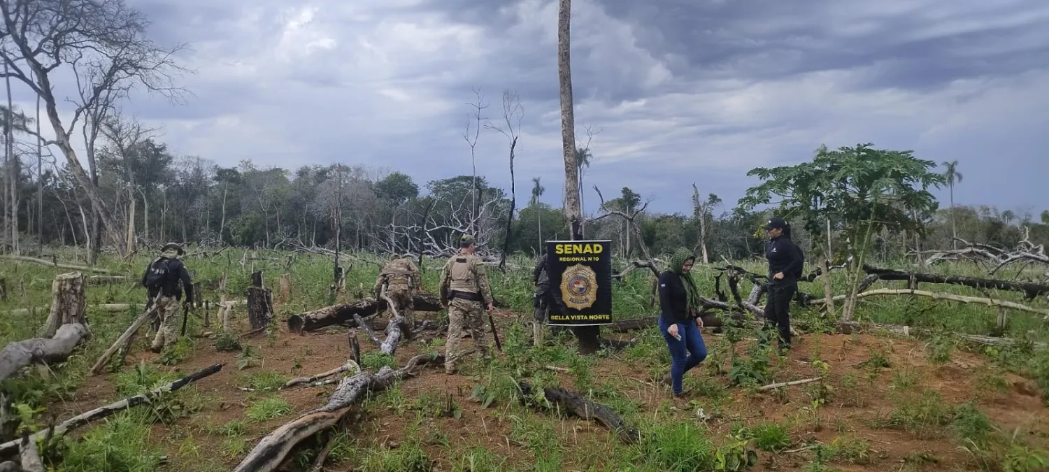 SENAD saca de circulación 9 toneladas de marihuana en Bella Vista Norte