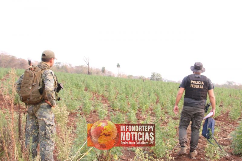Mega operación contra cultivos de marihuana y campamentos narcos en Cápitan Bado