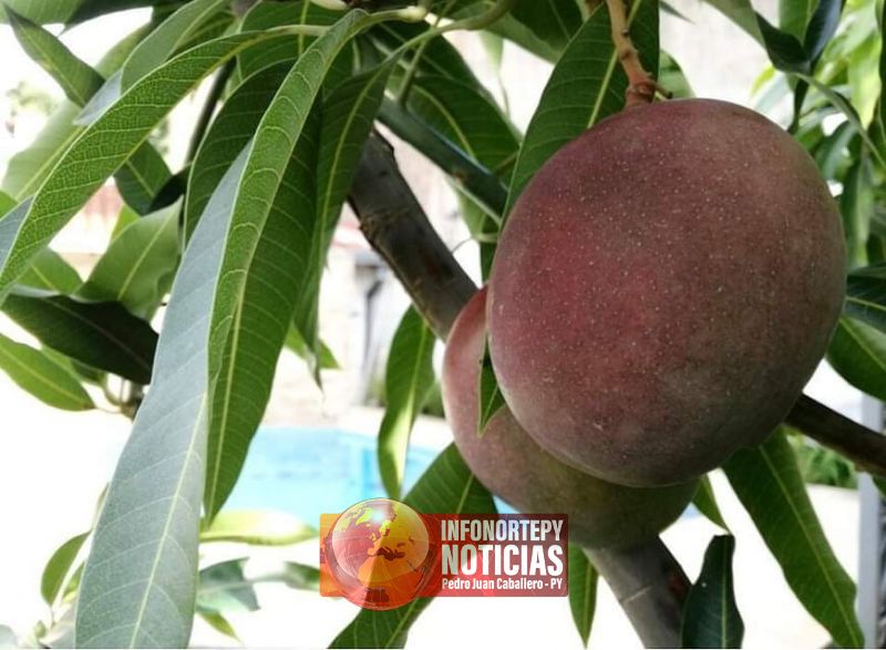 Recomiendan consumir mango para aportar vitaminas y fibras al organismo