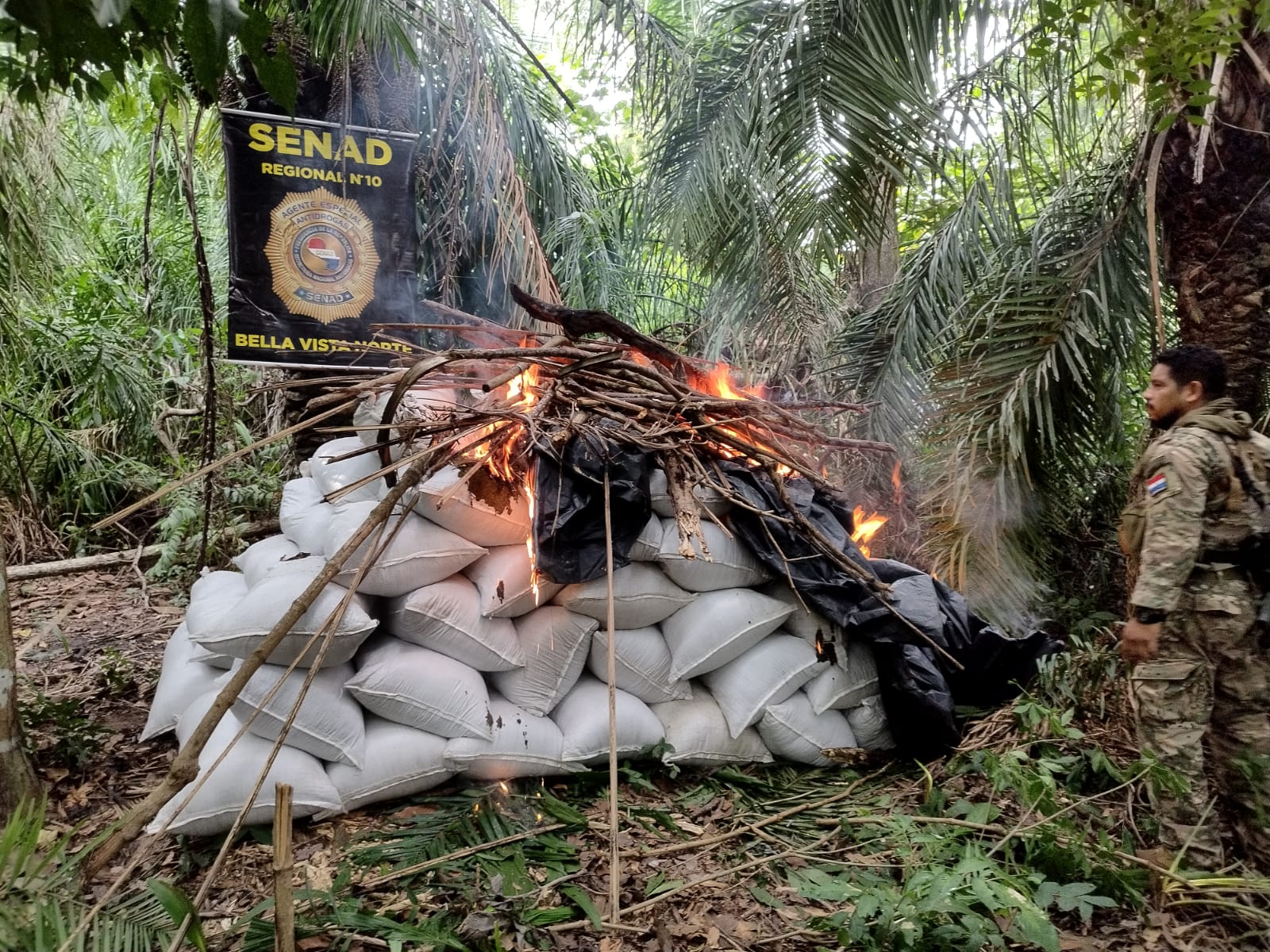 Siguen operativos de destrucción de marihuana en Bella Vista Norte
