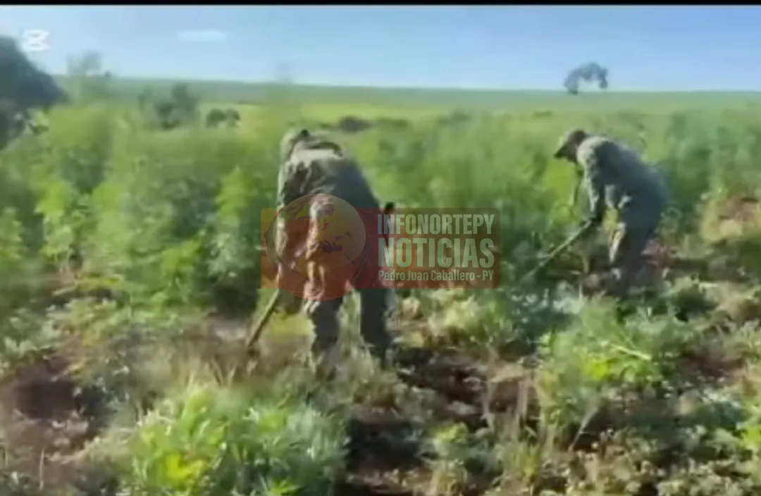 Antinarcóticos destruyen 8 hectáreas de marihuana en Capitán Bado