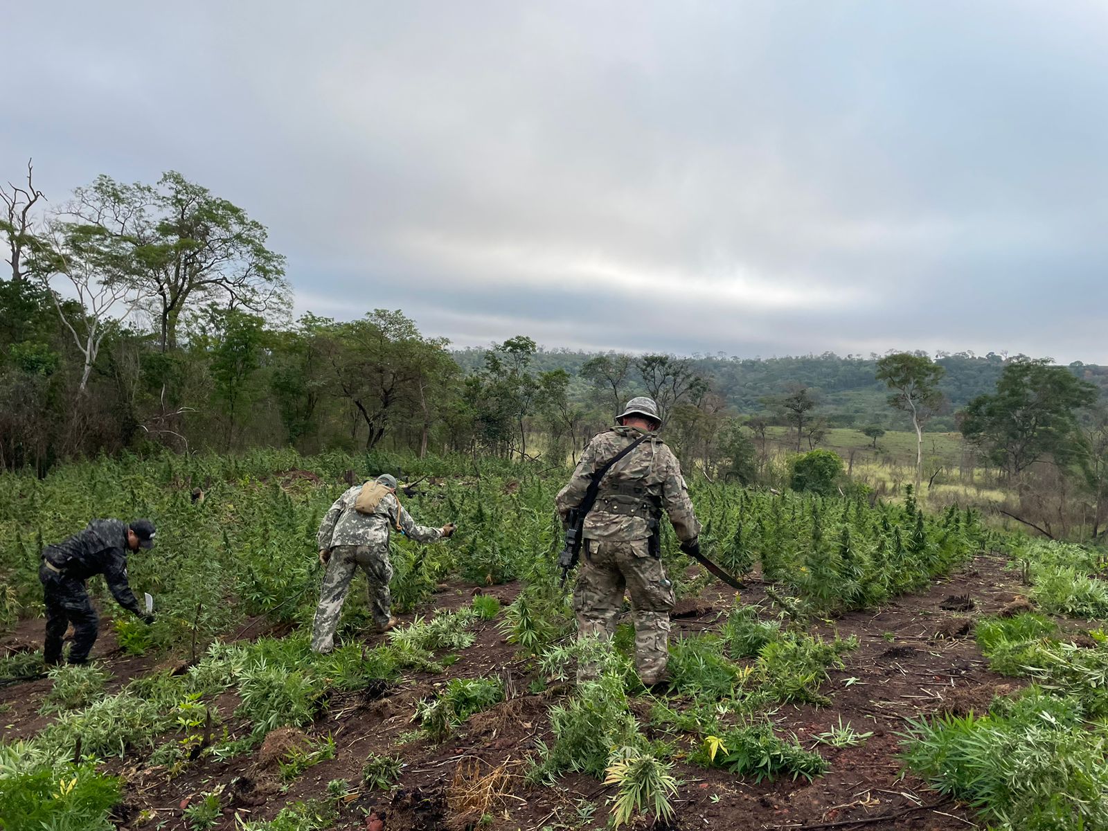 Destruyen campamentos y plantaciones de marihuana en Bella Vista Norte