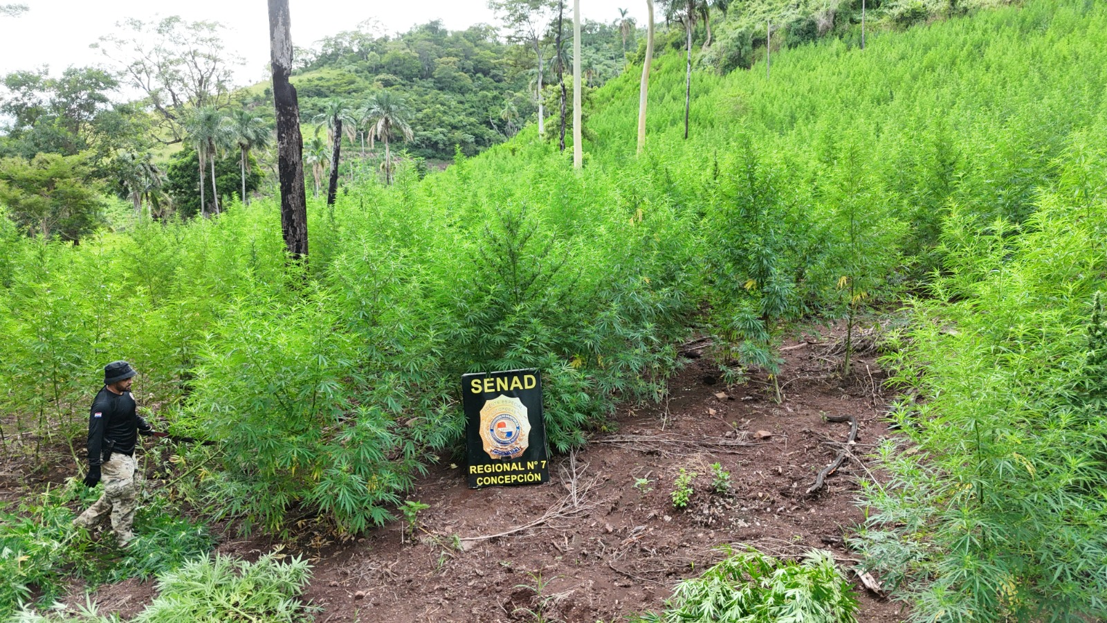 SENAD destruyó campamentos y 21 toneladas de marihuana en Yby Yaú