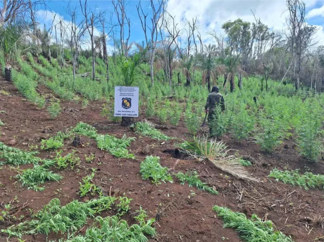 Antinarcóticos destruyeron marihuana en zona de Cerro Corá
