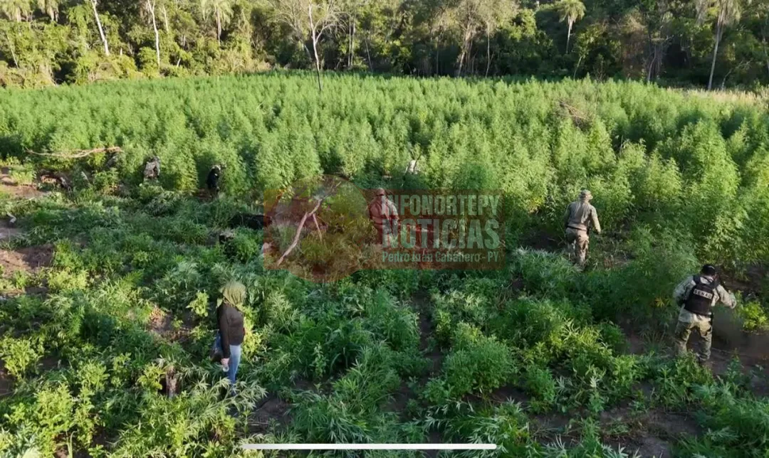 Destruyen ocho hectáreas de marihuana en allanamiento en Bella Vista Norte