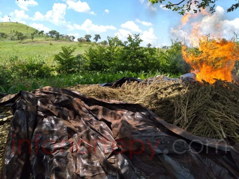 En una semana de operativo fueron eliminadas 1.090  toneladas de marihuana Amambay