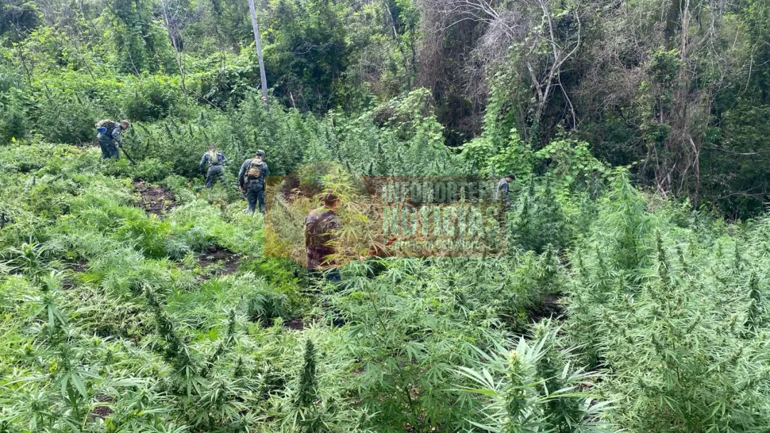 SENAD deja fuera de circulación 30 toneladas de marihuana en Capitán Bado